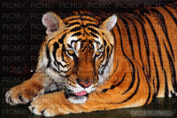 tigre grrrr !! - PNG gratuit