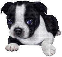 dog hund milla1959 - Bezmaksas animēts GIF
