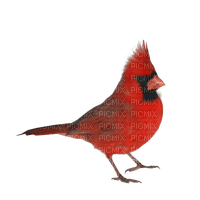 Pájaro carpintero rojo - ücretsiz png