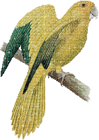Bird 7 - Безплатен анимиран GIF