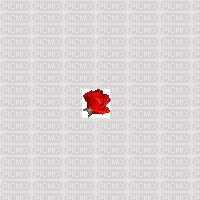 وردة حمراء - Darmowy animowany GIF