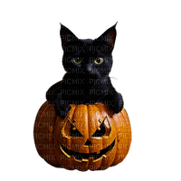 Halloween.cat.pumpkin.transparent.png - zdarma png