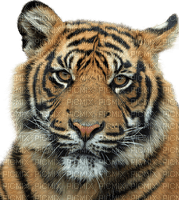 Tiger - PNG gratuit