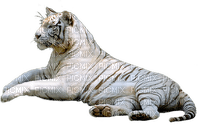 Tiger tiger tigre - png gratis