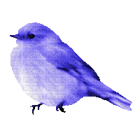 ani-fågel---bird - Бесплатный анимированный гифка