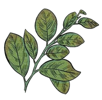 nbl-leaf - png grátis