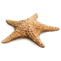 starfish - zdarma png