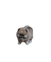 Pomeranian - 免费PNG
