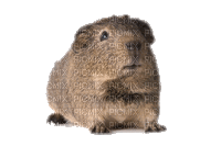 Kaz_Creations Rodent - Bezmaksas animēts GIF