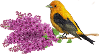 Frühling, Blumen, Vogel - kostenlos png