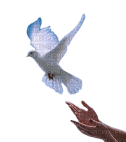 maj colombe - PNG gratuit
