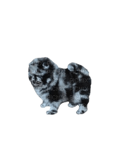 Pomeranian - δωρεάν png