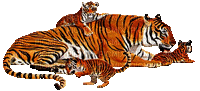 aze tigre - GIF animé gratuit
