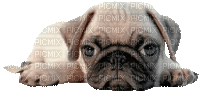 chien fatigué - Бесплатный анимированный гифка