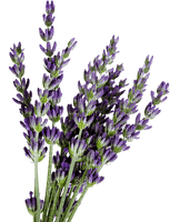 lavender, sunshine3 - PNG gratuit