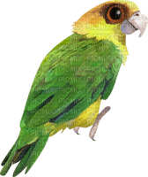 Oiseaux Vert Jaune:) - png gratis