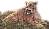 Lions - Free PNG
