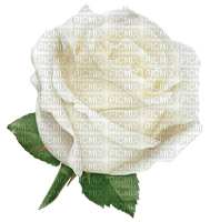 White Rose-RM - png ฟรี