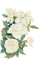 Gardenia Flowers - бесплатно png
