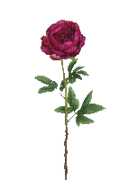 Pfingstrose, pink, rot, Blume - Nemokamas animacinis gif