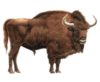 bison milla1959 - ücretsiz png