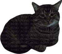 my cat marko - PNG gratuit