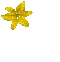 lys jaune- flowers - GIF animé gratuit