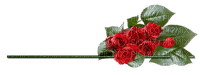 розы - zdarma png
