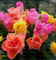 spring rose background - ücretsiz png