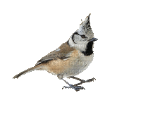 birds gif - Безплатен анимиран GIF