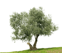 Tree - 免费PNG
