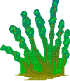 algue - Gratis animerad GIF