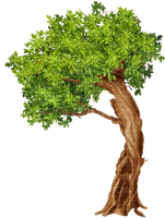 Tree - nemokama png
