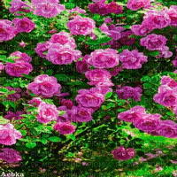 flowers  background by nataliplus - GIF animé gratuit