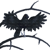 raven 3 d gif corbeau goth - GIF animé gratuit