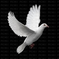 colombe - PNG gratuit