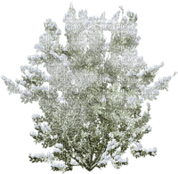 arbre hiver - PNG gratuit