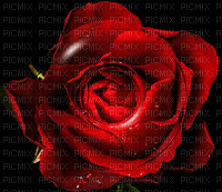 ruža - Безплатен анимиран GIF