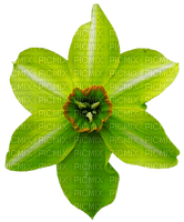 Flowers green bp - безплатен png