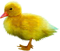 Duck.Yellow.Orange - gratis png