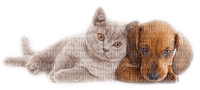 cat dog schlappi50 - Free PNG