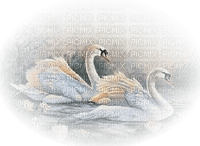 loly33 cygne - png gratuito
