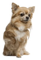 Chihuahua - png gratuito