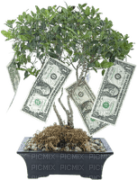 money tree bp - zadarmo png