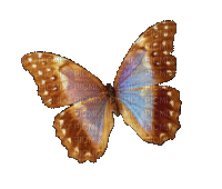 Ani-butterfly-fjäril--minou52 - Бесплатный анимированный гифка