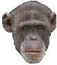 monkey bp - GIF เคลื่อนไหวฟรี
