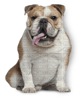 Bulldog - besplatni png