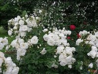 fleur blanche - png ฟรี