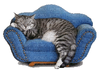cat couch - GIF animé gratuit