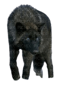 Loup noir - δωρεάν png